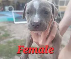 8 beautiful Bullboxer pit puppies for sale