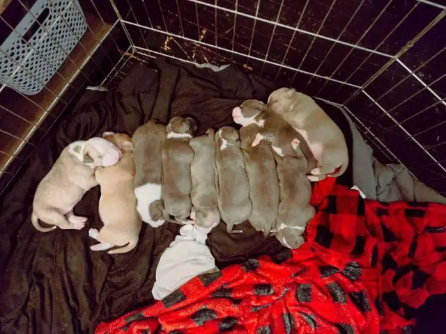 8-9 weeks old Pitbull puppies for sale