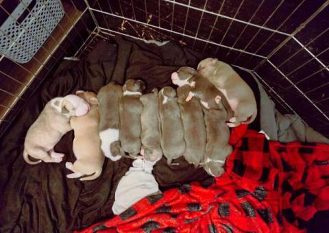 8-9 weeks old Pitbull puppies for sale