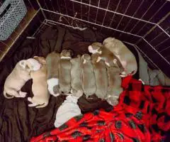 8-9 weeks old Pitbull puppies for sale