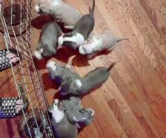 8-9 weeks old Pitbull puppies for sale