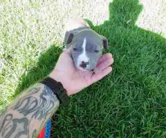 8-9 weeks old Pitbull puppies for sale