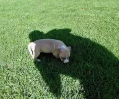8-9 weeks old Pitbull puppies for sale