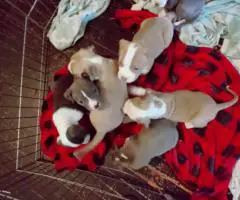8-9 weeks old Pitbull puppies for sale