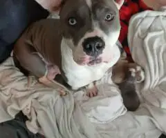 8-9 weeks old Pitbull puppies for sale
