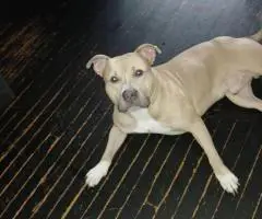 8-9 weeks old Pitbull puppies for sale