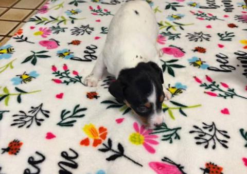 6 Jack Russell Puppies for Sale