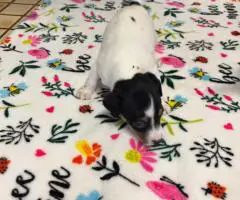 6 Jack Russell Puppies for Sale