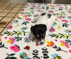 6 Jack Russell Puppies for Sale