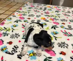 6 Jack Russell Puppies for Sale