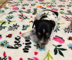 6 Jack Russell Puppies for Sale
