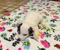 6 Jack Russell Puppies for Sale