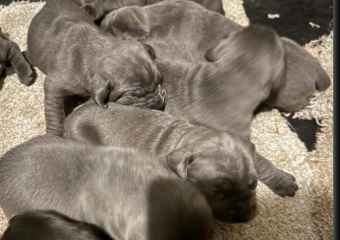 10 beautiful cane corso puppies for sale