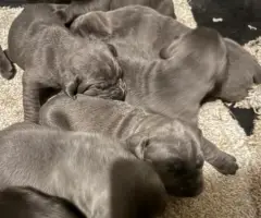 10 beautiful cane corso puppies for sale