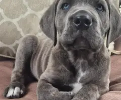 10 beautiful cane corso puppies for sale