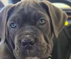 10 beautiful cane corso puppies for sale