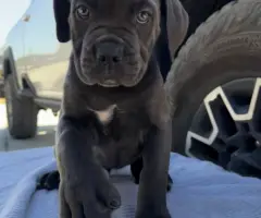 10 beautiful cane corso puppies for sale