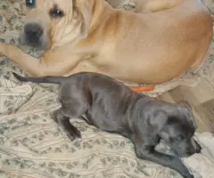 10 beautiful cane corso puppies for sale