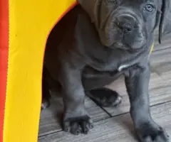 10 beautiful cane corso puppies for sale