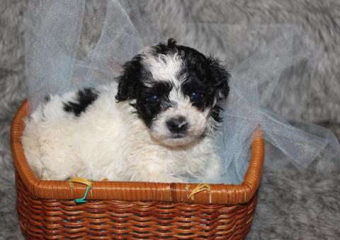 Yorkiepoo pups M/F