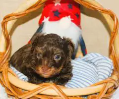Yorkiepoo pups M/F