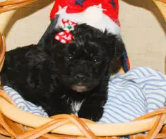 Yorkiepoo pups M/F