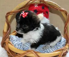 Yorkiepoo pups M/F