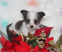 Yorkiepoo pups M/F