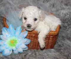 Yorkiepoo pups M/F