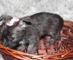 Yorkiepoo pups M/F