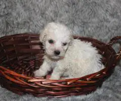 Yorkiepoo pups M/F