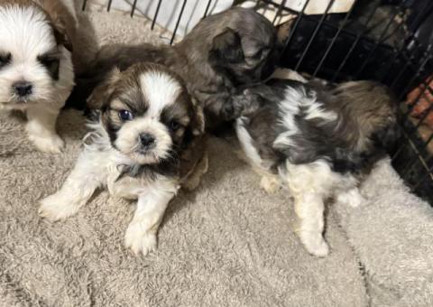 Adorable Mixed Puppies