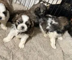Adorable Mixed Puppies