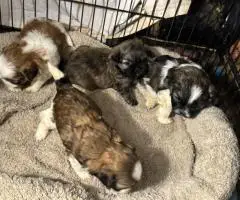 Adorable Mixed Puppies