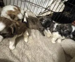 Adorable Mixed Puppies