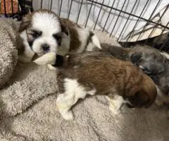 Adorable Mixed Puppies