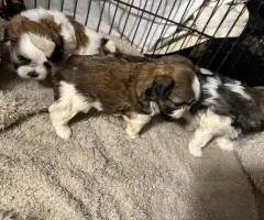 Adorable Mixed Puppies