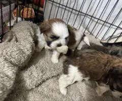 Adorable Mixed Puppies