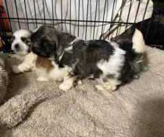 Adorable Mixed Puppies