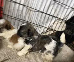 Adorable Mixed Puppies