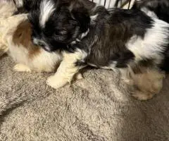 Adorable Mixed Puppies