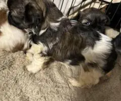 Adorable Mixed Puppies