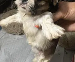 Adorable Mixed Puppies
