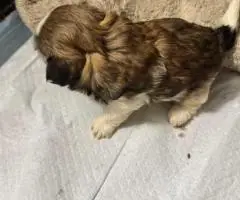 Adorable Mixed Puppies