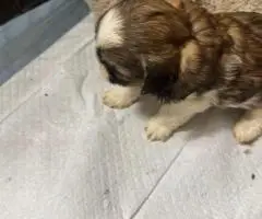 Adorable Mixed Puppies