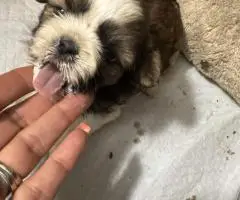 Adorable Mixed Puppies