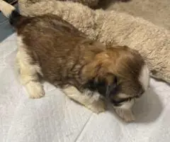 Adorable Mixed Puppies