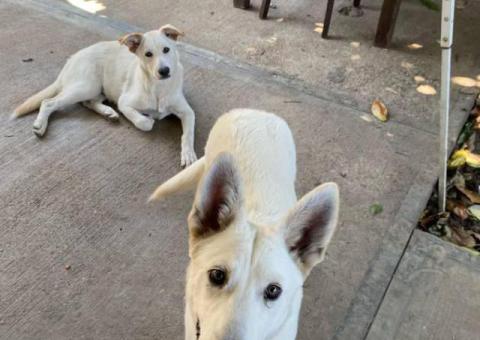 2 bonded male Shepsky puppies for sale