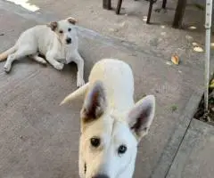 2 bonded male Shepsky puppies for sale