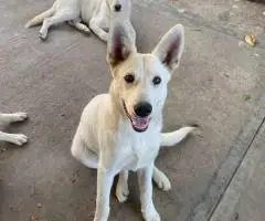 2 bonded male Shepsky puppies for sale